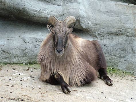 Himalayan Tahr Facts, Distribution, Habitat, Diet, Pictures