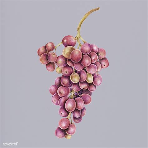 Illustration of a bunch of grapes in a purple background watercolor style | Fruit illustration ...