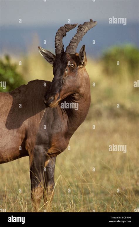 Portrait of a Topi wth ears alert showcasing its horns Stock Photo - Alamy