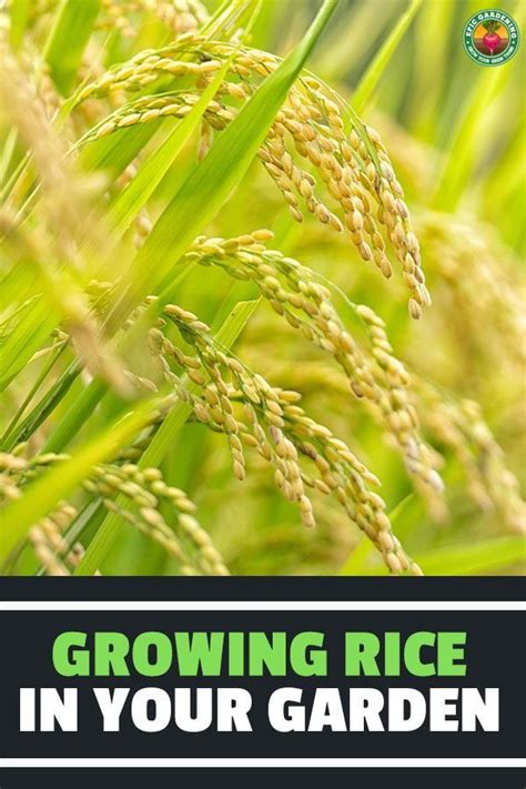 How To Grow Rice For A Sustainable Supply | Vegetable garden for ...