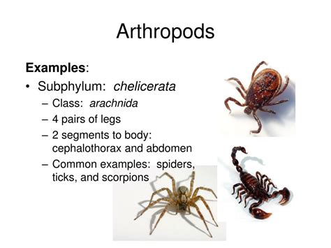 Common Characteristics Of Arthropods