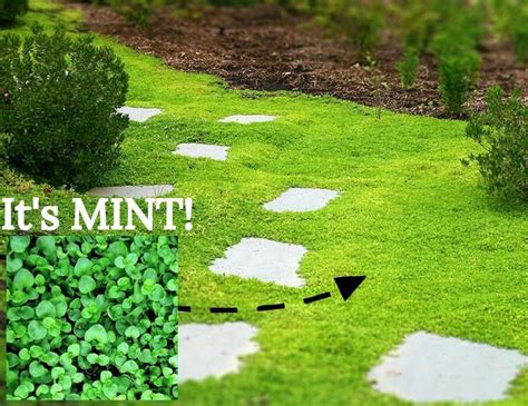 Garden Barefoot With These 5 Amazing Living Ground Covers - MIgardener ...