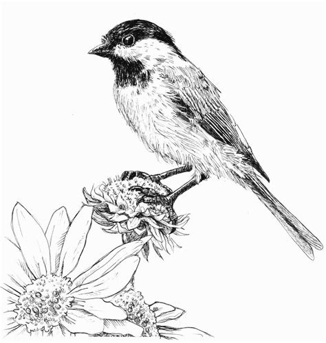 Chickadee, Pen and Ink by waughtercolors Ink Pen Art, Pen Art Drawings, Bird Drawings, Ink ...