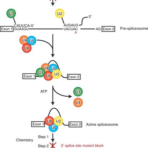 Canonical spliceosome assembly pathway. | Download Scientific Diagram