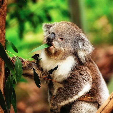 List of Foods Eaten by Koalas - Awesome Koala