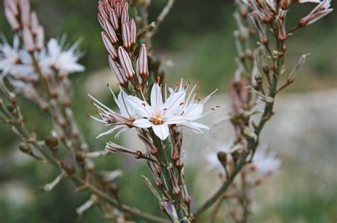 Asphodel Flower Meaning, Symbolism, and Uses - Petal Republic