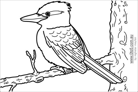 Kookaburra Colouring Page Sketch Coloring Page