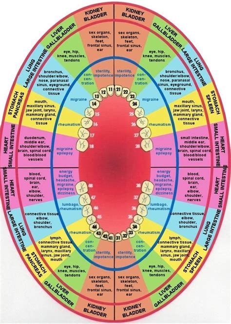 Meridian Tooth Chart With Organs And Emotions