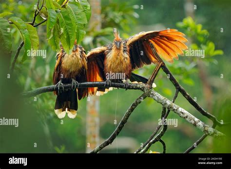 Hoatzin nest hi-res stock photography and images - Alamy