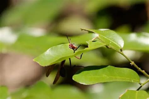 What Wasps Make Honey? - pestwhisperer.com