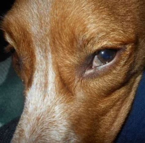 Dog Cherry Eye Surgery Costs and Procedure - Dog Discoveries