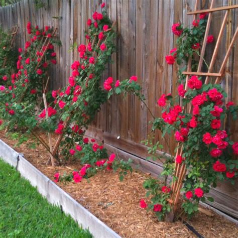 Blazing roses climbing on a private fence. | Outdoor gardens, Plants ...