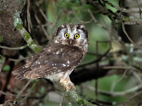 Boreal Owl Bird Facts (Aegolius funereus) | Birdfact