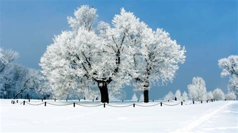 Winter Trees Snowy Landscape Scenic Nature - January Wallpaper Hd ...