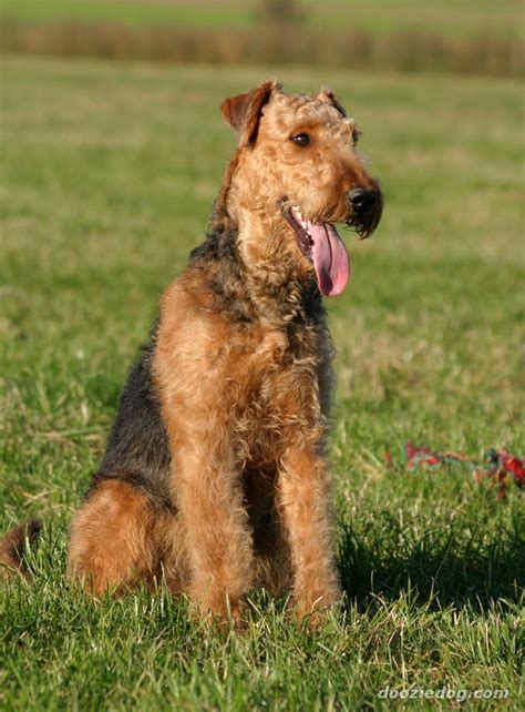 airedale terrier | Airedale terrier, Dogs, Dog grooming