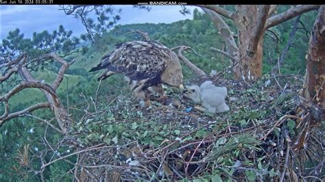 Eastern Imperial Eagle, nest of Altyn & Nova, Russia 2024/06/16 - YouTube