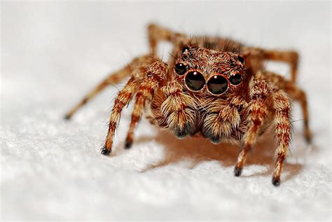 Arachnids, Spiders For Kids, Interesting Facts About Spiders | Science ...