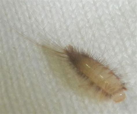 Are Carpet Beetle Larvae Visible | www.resnooze.com