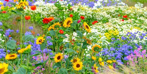 15 Best Flower Fertilizers - Best Fertilizers for Flower Beds