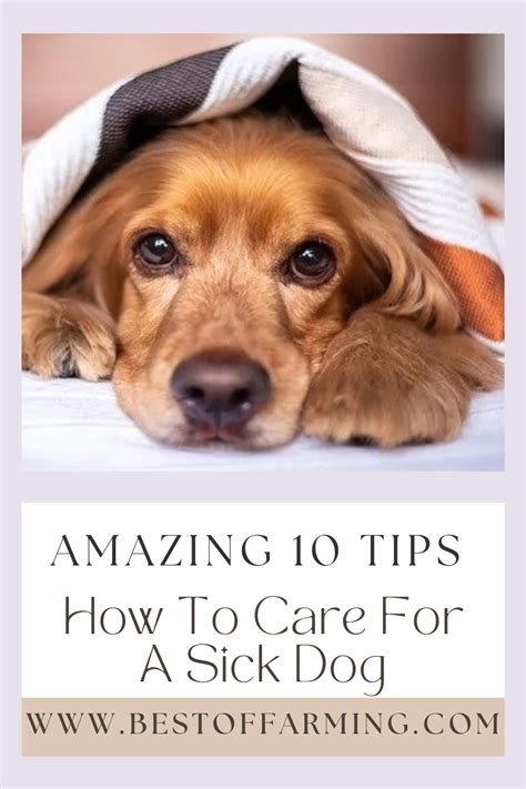 How To Care For A Sick Dog, This article will help you learn how to care for a sick dog and its ...