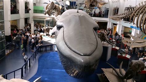 The blue whale London Natural History Museum - YouTube