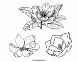 Magnolia Coloring Pages  Cool sketch template