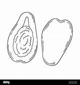 Cantaloupe Clipart Black And White Tree sketch template