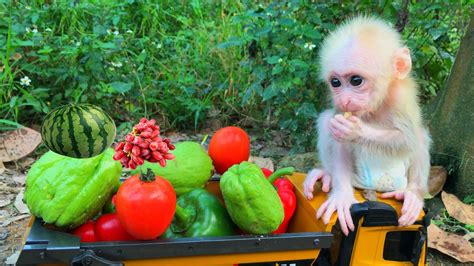 Smart baby monkey Bibi goes to the garden to harvest fruit - YouTube