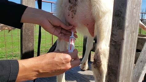 Treating A Goat With Mastitis || Best Milking Tip EVER - YouTube