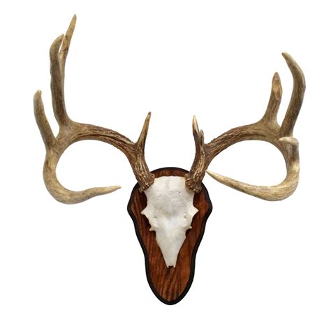 Whitetail Deer Antlers 5x5 - Taxidermy Mounts for Sale and Taxidermy ...