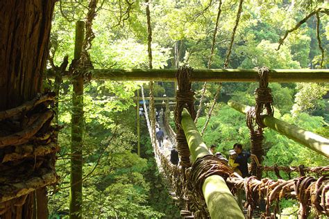 technology - How long a footbridge could you make from natural ...