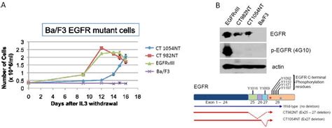 EGFR Antibody (Monoclonal, H11)