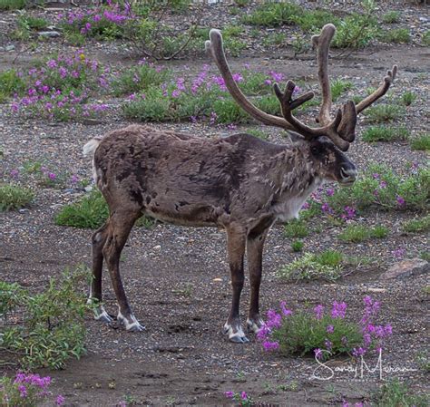 Denali Wilderness Wildlife – Wandering Under the Stars