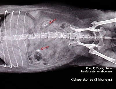 Kidney Stones In Golden Retriever Dogs