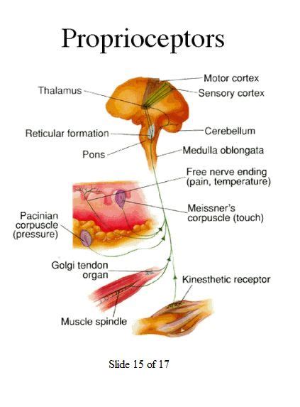 Proprioception: The ability to sense stimuli arising within the body regarding p… | Sensory ...