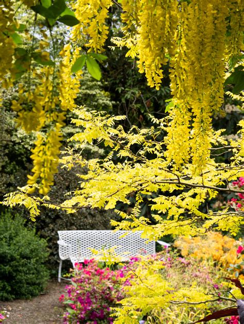 Laburnum Tree - Knockpatrick Gardens