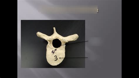 Thoracic Vertebrae Diagram | Quizlet