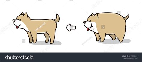 Shiba Inu Diet Before After Stock Vector (Royalty Free) 1813029823 | Shutterstock