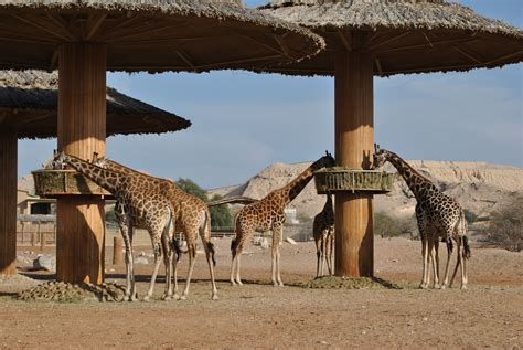 Giraffe Safari Africa South - Free photo on Pixabay - Pixabay