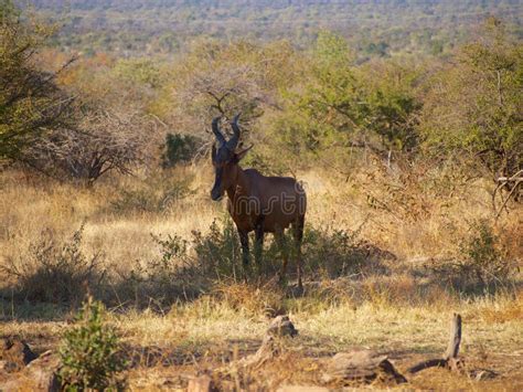 Western Hartebeest Resting in the Shade Stock Image - Image of alcelaphinae, western: 45943425