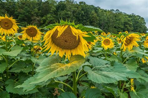 6 Reasons Why Your Sunflower Is Drooping | Horticulture.co.uk