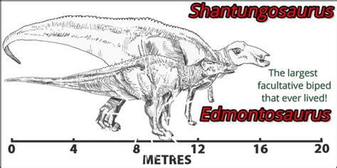 Shantungosaurus Skeleton