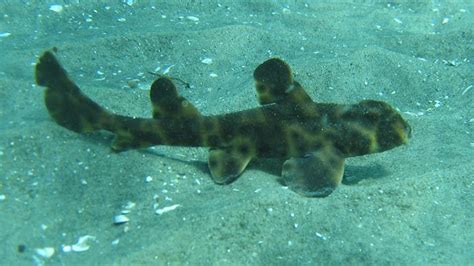 bullhead shark | Description, Size, & Facts | Britannica