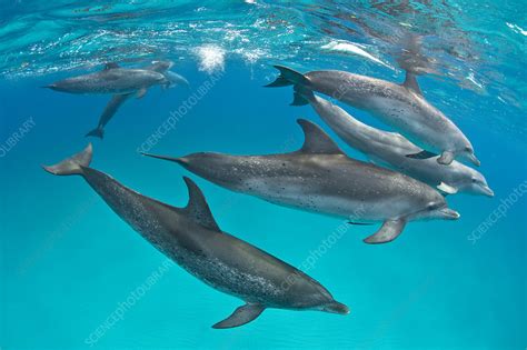 Pod of Atlantic spotted dolphins over shallow sand bank - Stock Image ...