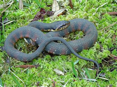 Southern or Banded Watersnake