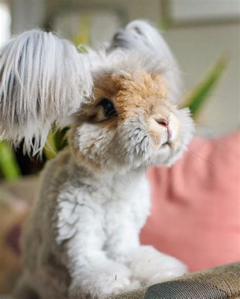 Adorable Angora Fluffy Rabbit Look Like a Living Doll | Fluffy rabbit ...