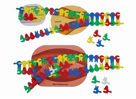 Nucleotide Student Modeling Pack© – 3D Molecular Designs