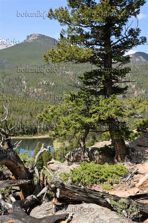 Image Lodgepole pine (Pinus contorta), Rocky Mountain National Park, Colorado, USA - 508351 ...