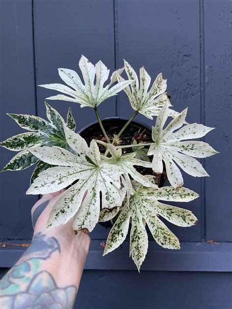 Variegated Spiders Web Fatsia Japonica Paperplant 1 gallon | Etsy in 2021 | Fatsia japonica ...