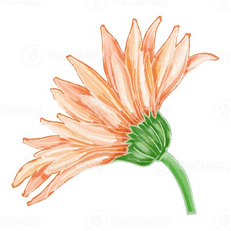 Watercolor flower, Orange blossom clipart 8850176 PNG